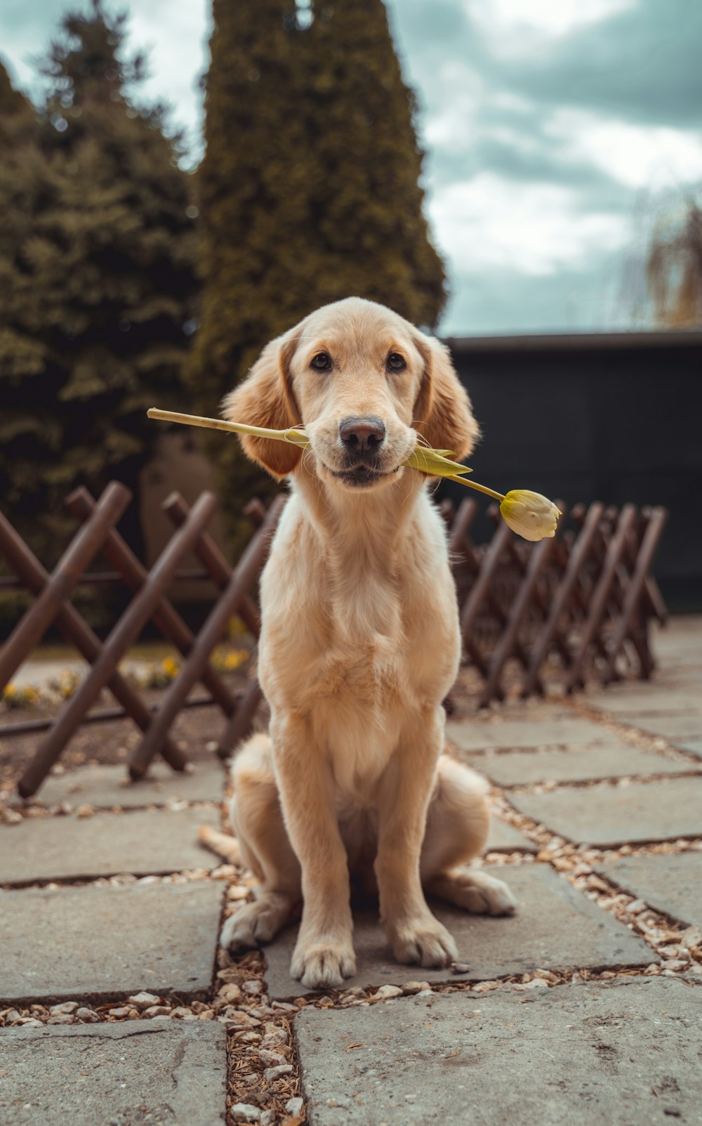 Ein Golden Retriever mit einer Blume